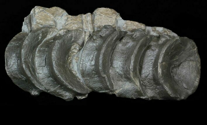 Massive, Articulated Ichthyosaur Vertebra - Footer! #63375